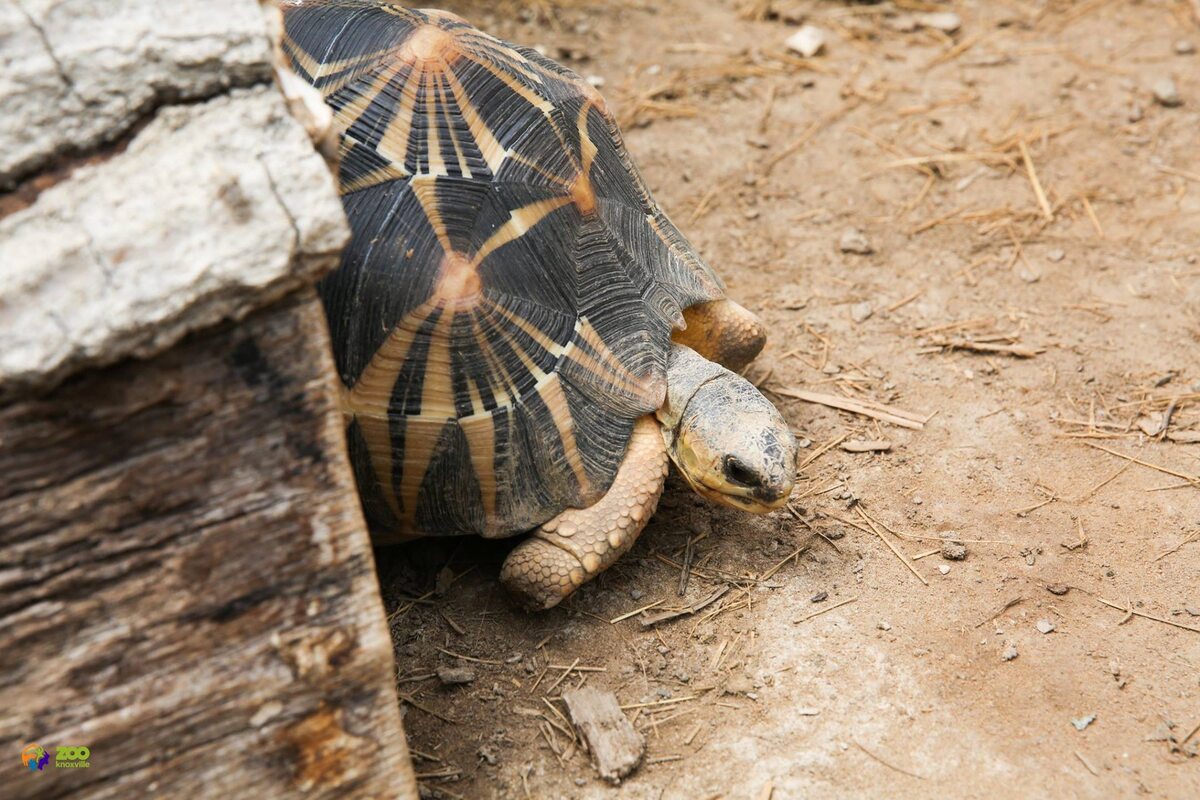 Żółwie promieniste w Zoo Knoxville 