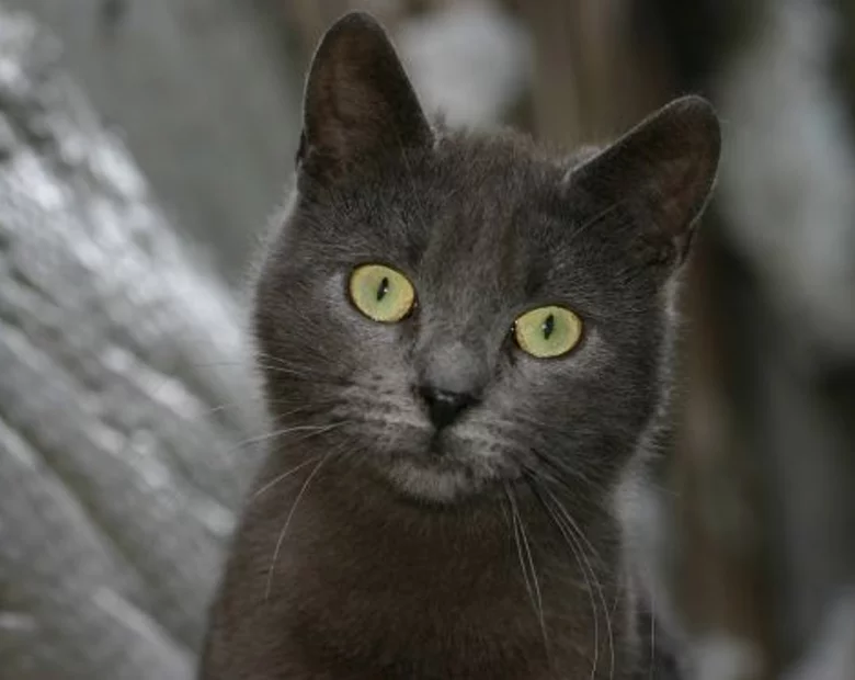 Miniatura: Kot przemycał heroinę. Do więzienia