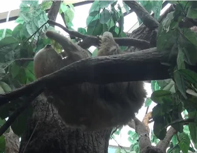 Miniatura: Śniadanio-kolacja leniwca