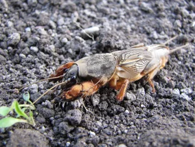 Miniatura: Turkuć zdradza się w kilka sekund. Ten...