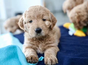 Psy rasy Golden Retriever 