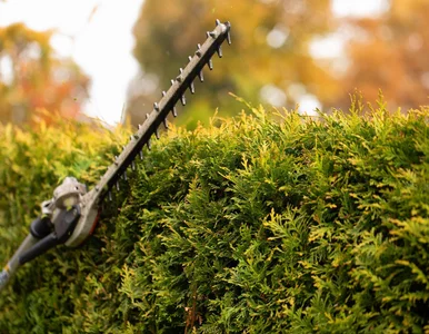 Miniatura: Sąsiad zawsze chwyta za nożyce pod koniec...