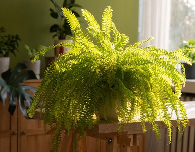 Miniatura: Zaparz, wystudź i podlej. Paprotka odżyje...