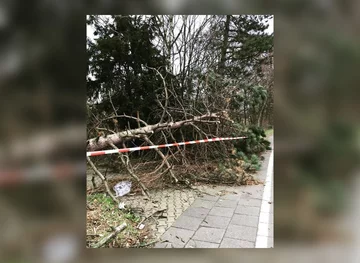 Zniszczenia dokonane przez orkan Frederike 