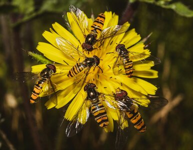 Miniatura: Sezon na osy rozpoczęty. Zobacz, co je...