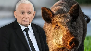 Miniatura: Kaczyński udawał dzika w Sejmie. Leśnik...