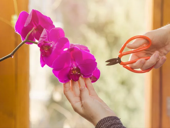 Miniatura: Po kwitnieniu storczyk nie odpoczywa. On...