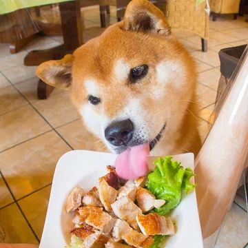 Hachi 