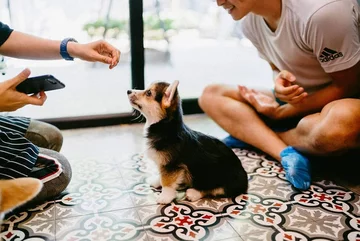 Psia kawiarnia w Bangkoku 