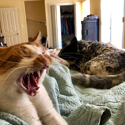 Miniatura: Shya i Edgar. Pies, kot i ich niezwykła...