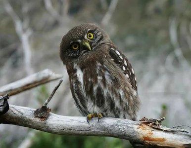 Miniatura: 10 pytań prawda czy fałsz, które sprawdzą,...