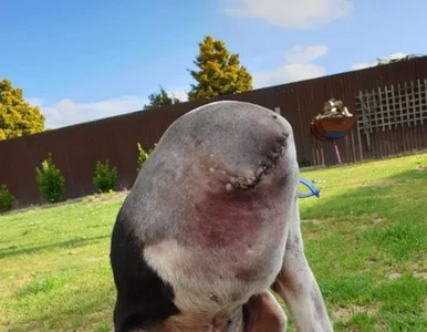 Miniatura: Pies bez głowy? To zdjęcie zaszokowało...