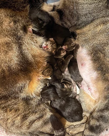 Koty w ośrodku Nashville Cat Rescue 