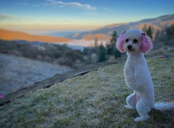 Piesek o imieniu Cora 