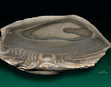 Miniatura: Quiz na skojarzenia. Co łączy te słowa?