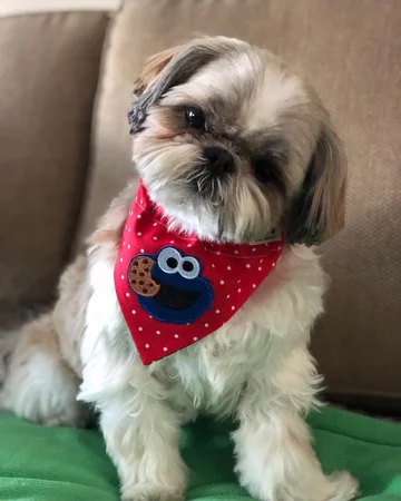 14. Shih tzu 11,515,956 hashtagów związanych z tą rasą na Instagramie.