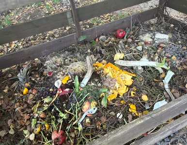 Miniatura: Wiosną rozdziel kompost na trzy warstwy....