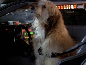 Quiz. Psy ze znanych filmów. Rozpoznasz czworonożnych bohaterów?