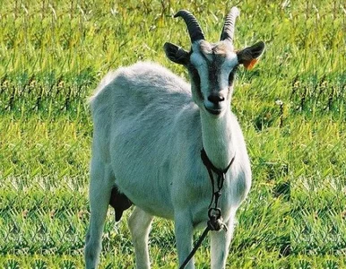 Miniatura: Kandydat na prezydenta ukarany za niechęć...