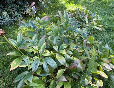 Miniatura: Wsyp to pod piwonię we wrześniu, latem nie...