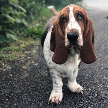 Basset Dewi 