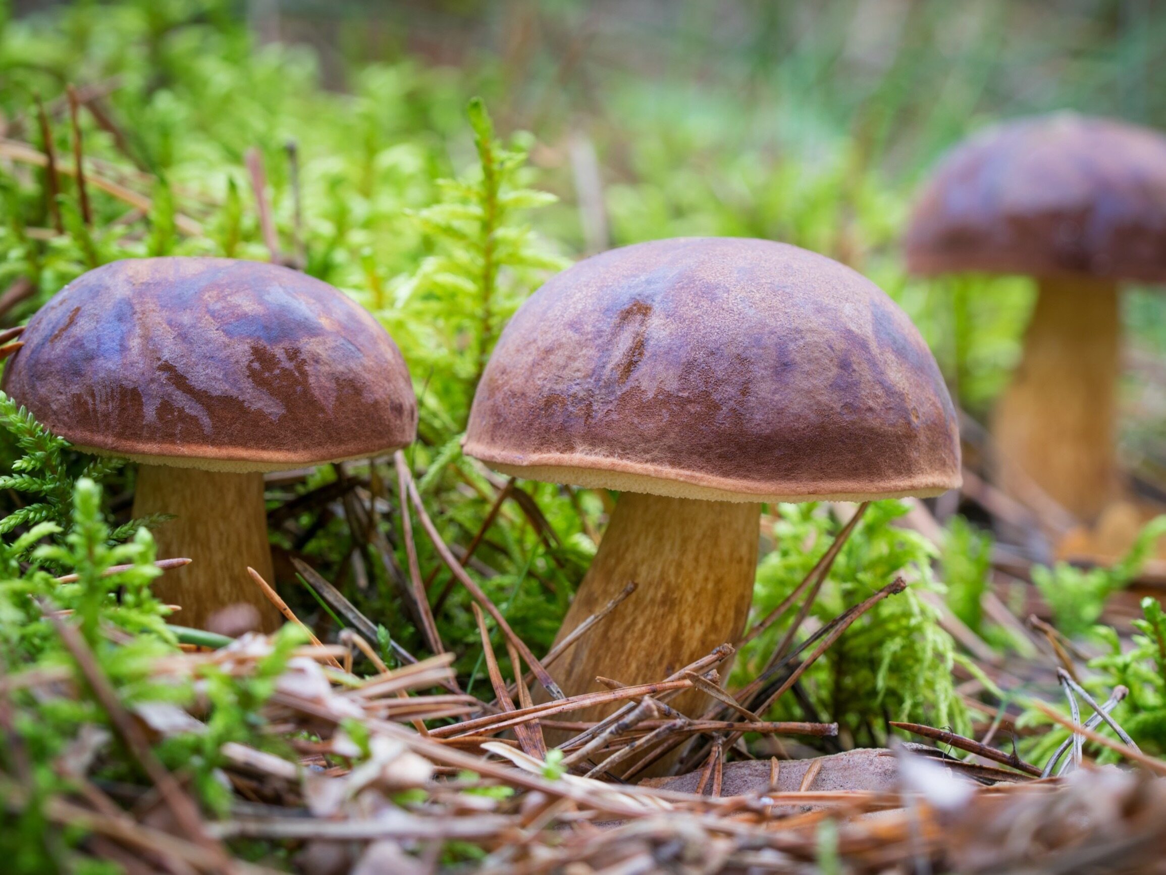 To jeden z najpopularniejszych grzybów jadalnych w polskich lasach.