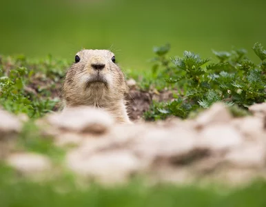 Miniatura: Weterynarz zaraził się małpią ospą od...