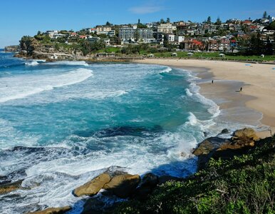 Miniatura: 4 ataki rekinów w ciągu 48 godzin....