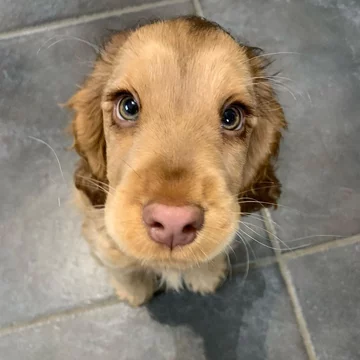 Cocker spaniel Winnie 