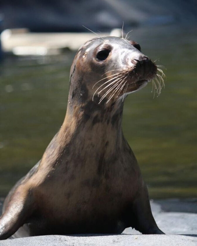 Foka uratowana przez organizację Seal Rescue Ireland 