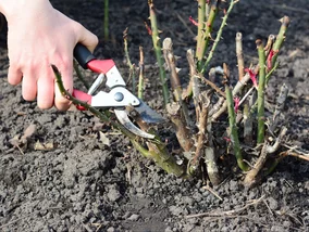 Miniatura: Chwyć sekator już dziś. Róże latem...