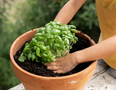 Miniatura: Bazylia ze sklepu nie musi umrzeć. Ten...