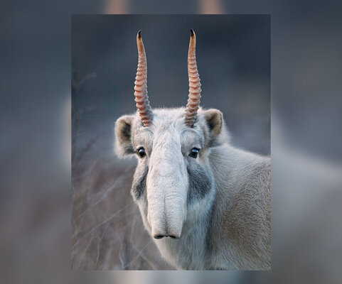 Miniatura: Przez dwa lata artysta fotografował...