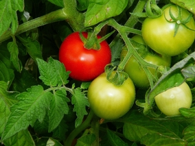 Miniatura: Miałam piękne sadzonki pomidorów,...