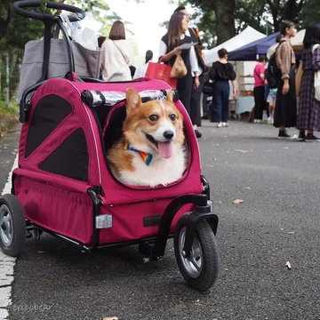 Corgi Erico 