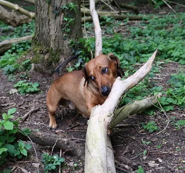 Bosco, jamnik, który został „królem patyków” 