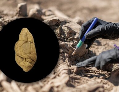 Miniatura: Pradawne „gumy do żucia” pod lupą...