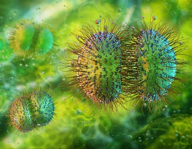 Miniatura: Epidemia zapalenia opon mózgowych. Zmarły...