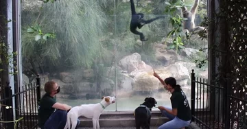 Wizyta zwierząt ze schroniska w zoo 