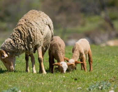 Miniatura: Hodujesz owce? UE ci pomoże