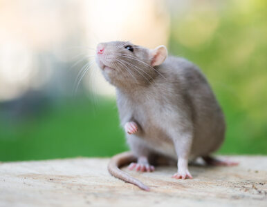Miniatura: Szczury zarażają groźną chorobą. Jedna...