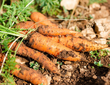 Miniatura: Zawsze sieję marchew w ten sposób. Równe...