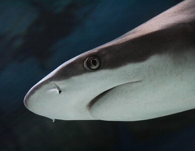 Miniatura: Hiszpania: atak rekina na turystę w Costa...
