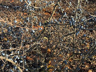 Tarnina jesienią – odporna, dekoracyjna i pełna zdrowych owoców, które najlepiej smakują po przymrozkach