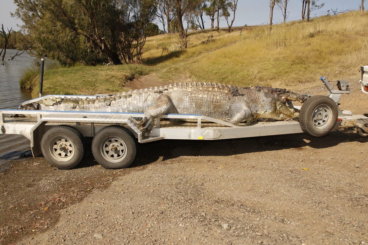 Zabity krokodyl z Australii 