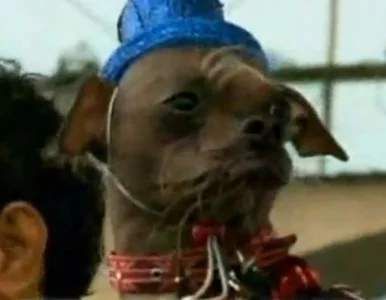 Miniatura: Brytyjski pies najbrzydszy na świecie