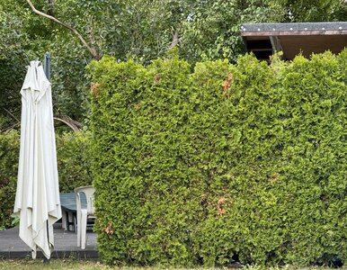 Miniatura: Masz tuje w ogrodzie? Sprawdź, które...