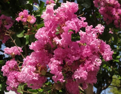 Miniatura: Ten krzew kwitnie nawet 120 dni. Polacy...