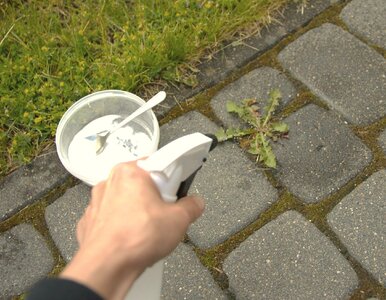 Miniatura: Wlewają to na chwasty i po dobie nie ma śladu