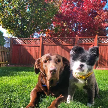 Abi i Dabi - psy, które połączyła przyjaźń 